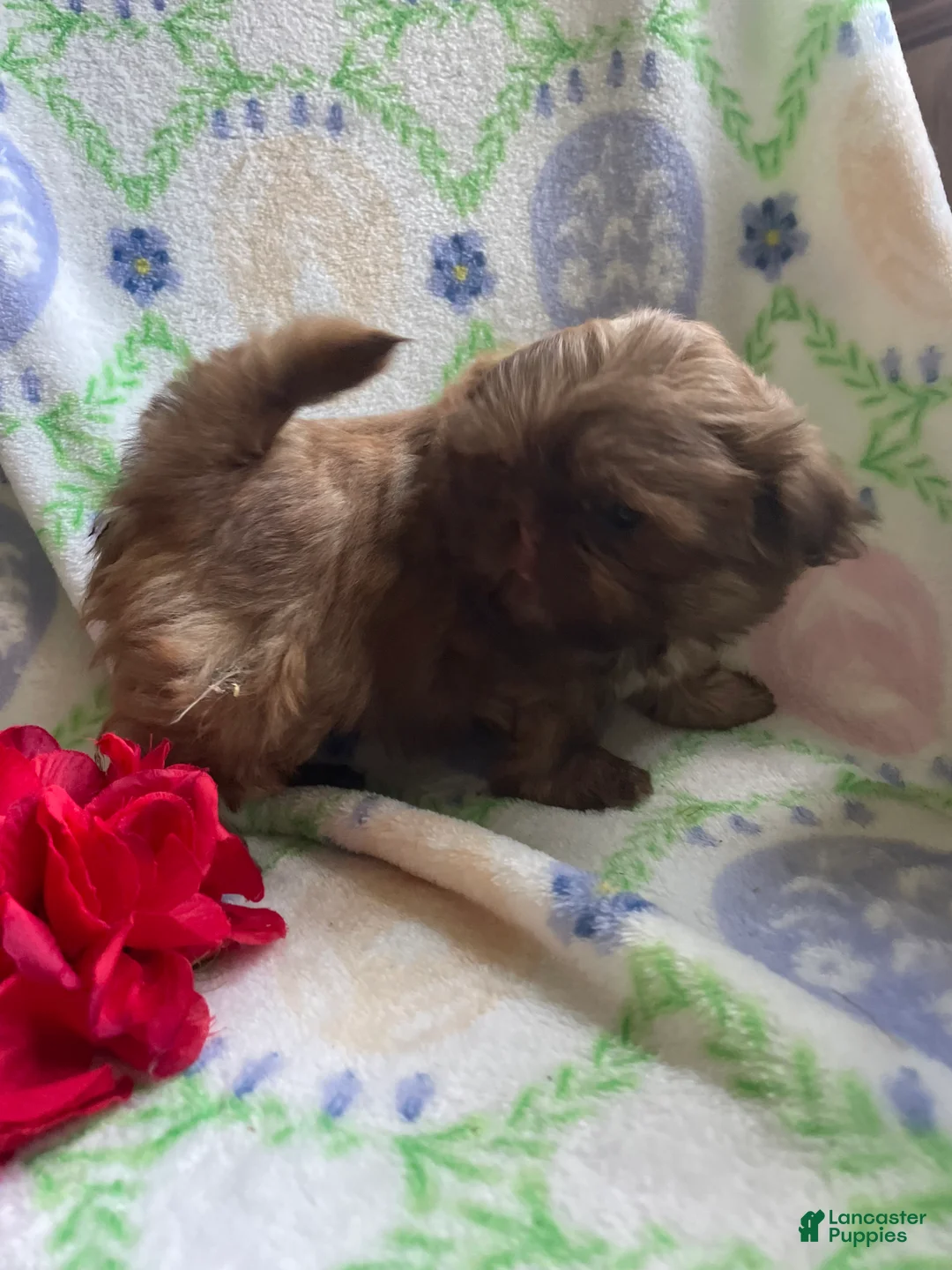 Shih Tzu dogs for sale: Paul - Ad 2