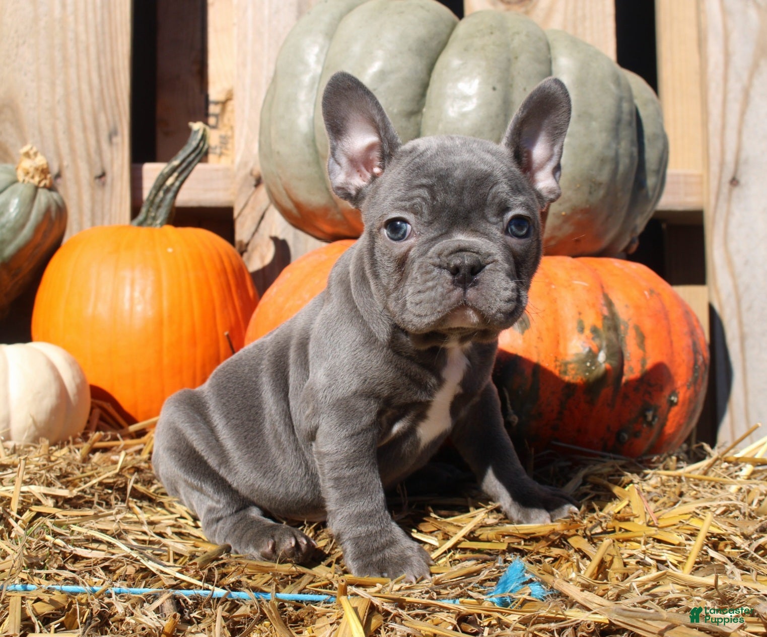Mixed Breed dogs Ollie - Ad 1