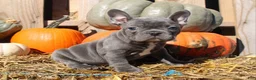 Mixed Breed dogs for sale: Ollie - Ad 1