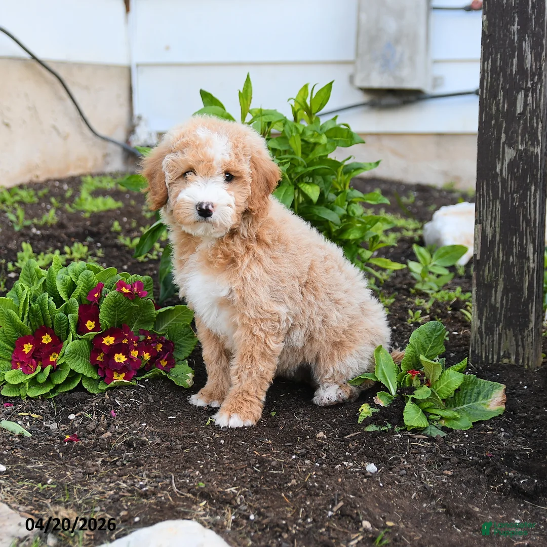 Miniature Labradoodle dogs for sale: Jessie - Ad 3