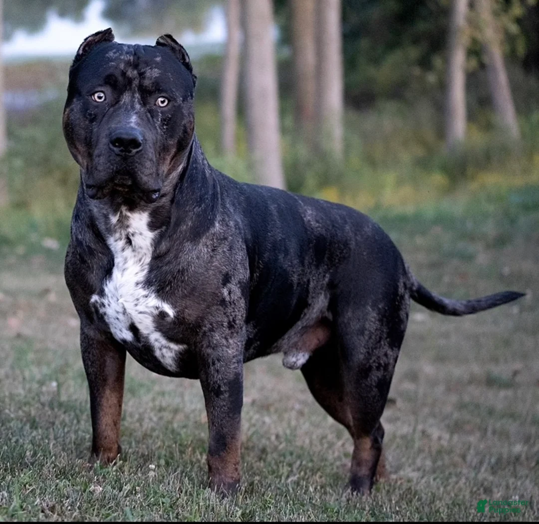 American Bully dogs for stud: ABKC XL American Bully Stud - CGC Certified - Ad 1