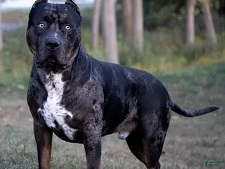 American Bully dogs ABKC XL American Bully Stud - CGC Certified - Ad 1