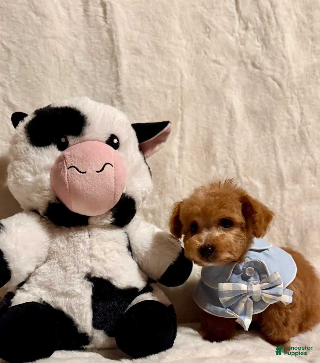 Toy Poodle dogs for sale: Junior - Ad 4