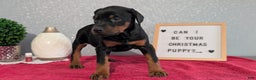 Doberman Pinscher dogs for sale: Lucy  - Ad 2