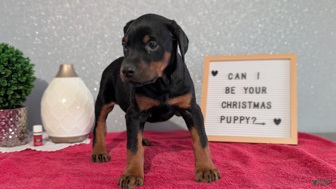 Doberman Pinscher dogs for sale: Lucy  - Ad 2