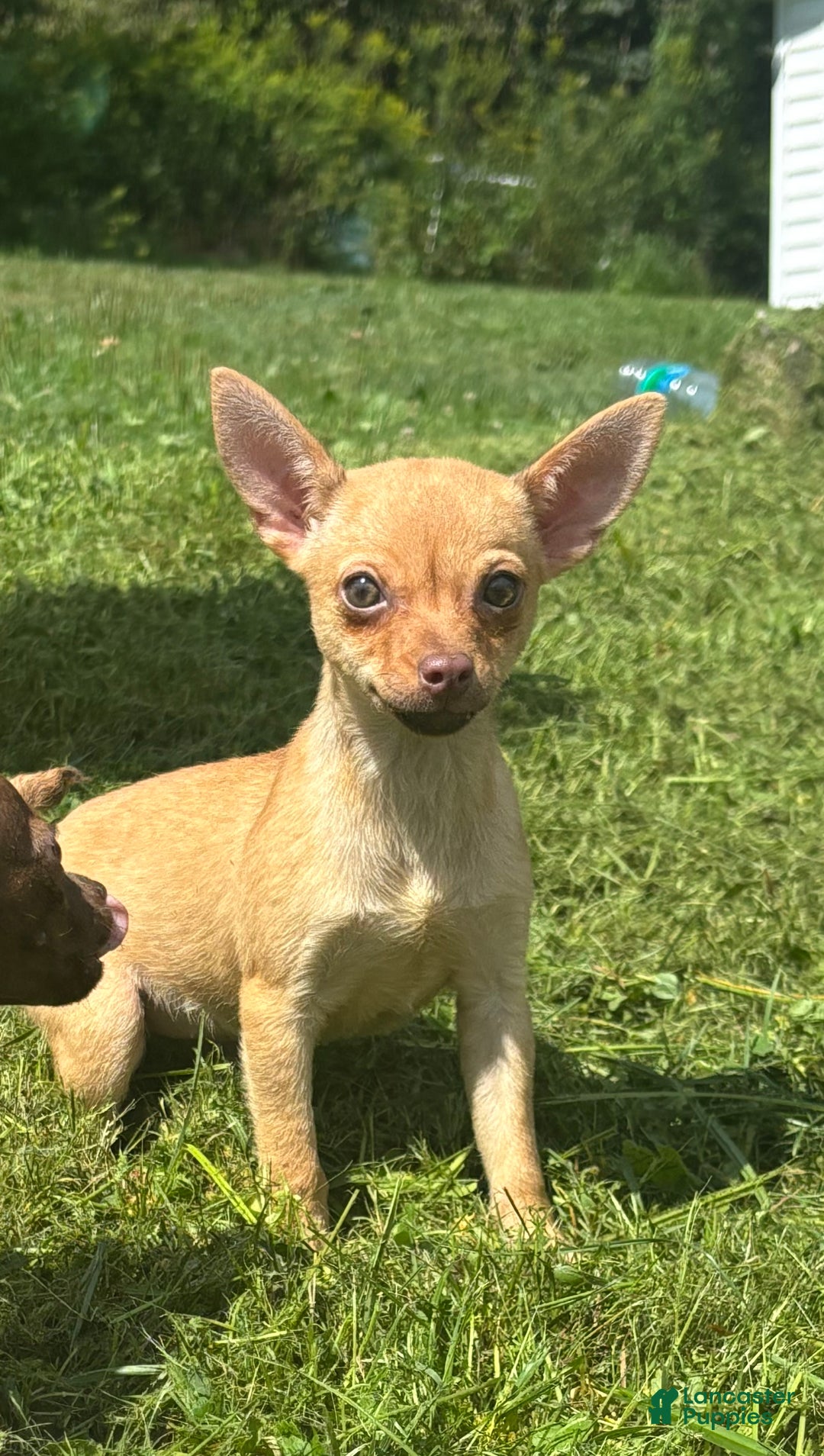 Chihuahua dogs for sale: Genny - Ad 5