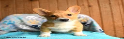 Welsh Corgi Pembroke dogs for sale: Pickles - Ad 5
