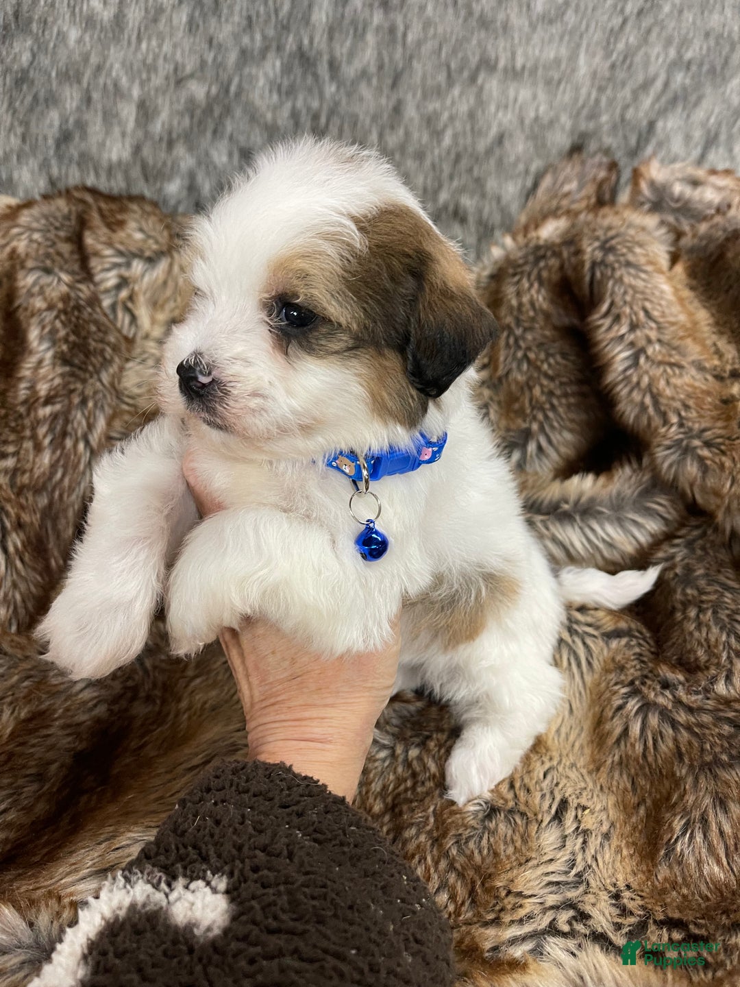 Mixed Breed dogs for sale: Mini bernedoodle male #2 - Ad 8