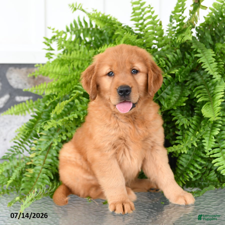 Golden Retriever dogs Nilla - Ad 1