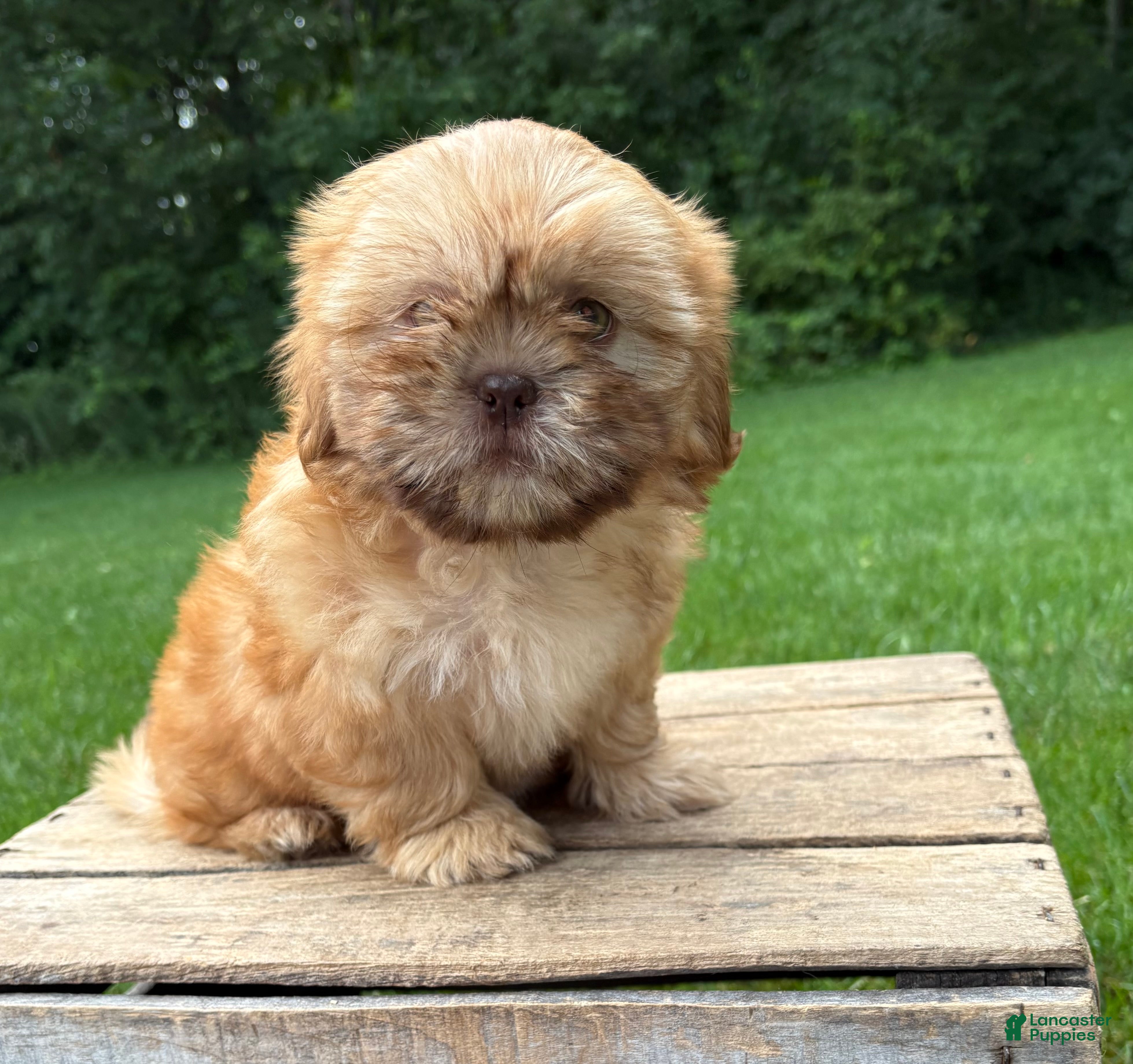 Shih Tzu dogs Java - Ad 1