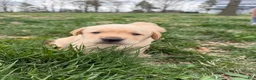 Labrador Retriever dogs for sale: Labrador Retriever Puppy 2 - Ad 10