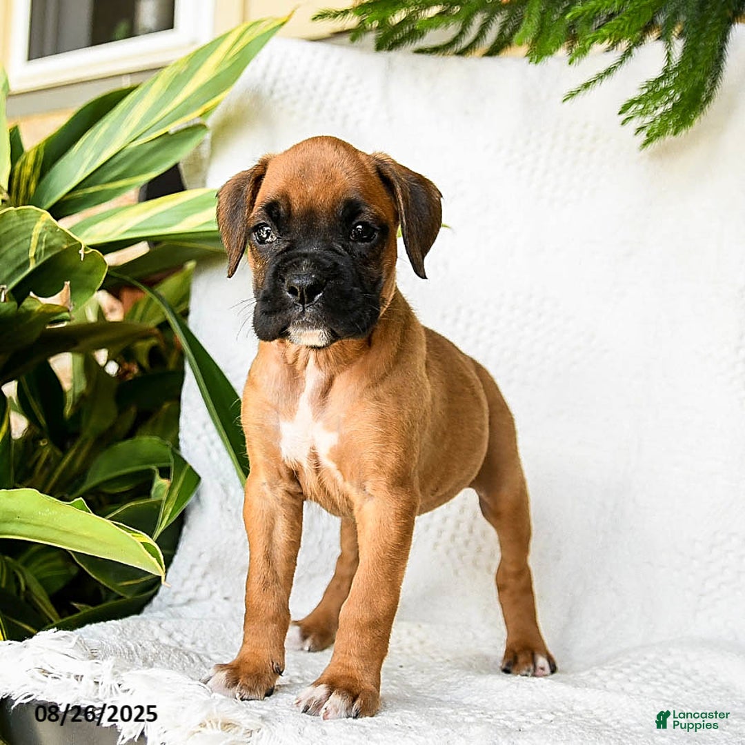 Boxer dogs for sale: Candy - Ad 8