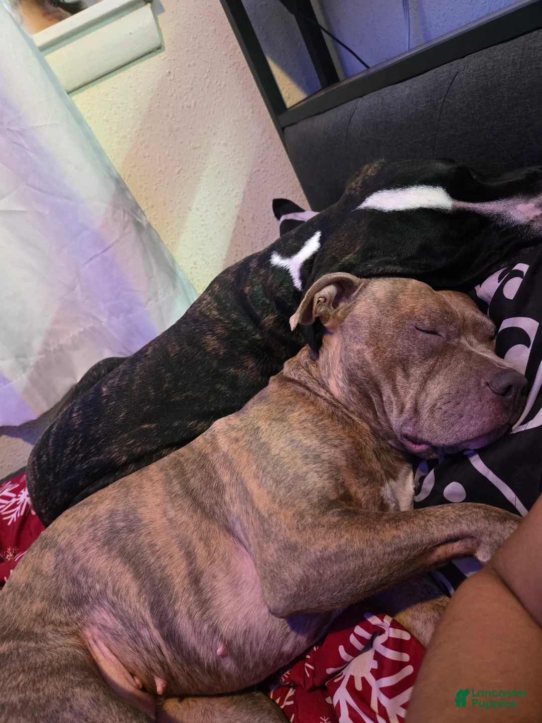 American Pit Bull Terrier dogs for sale: Tinkerbell  - Ad 2