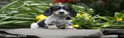 Miniature Dachshund dogs for sale: Oreo - Ad 4