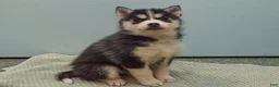 Pomsky dogs for sale: Emerson - Ad 6