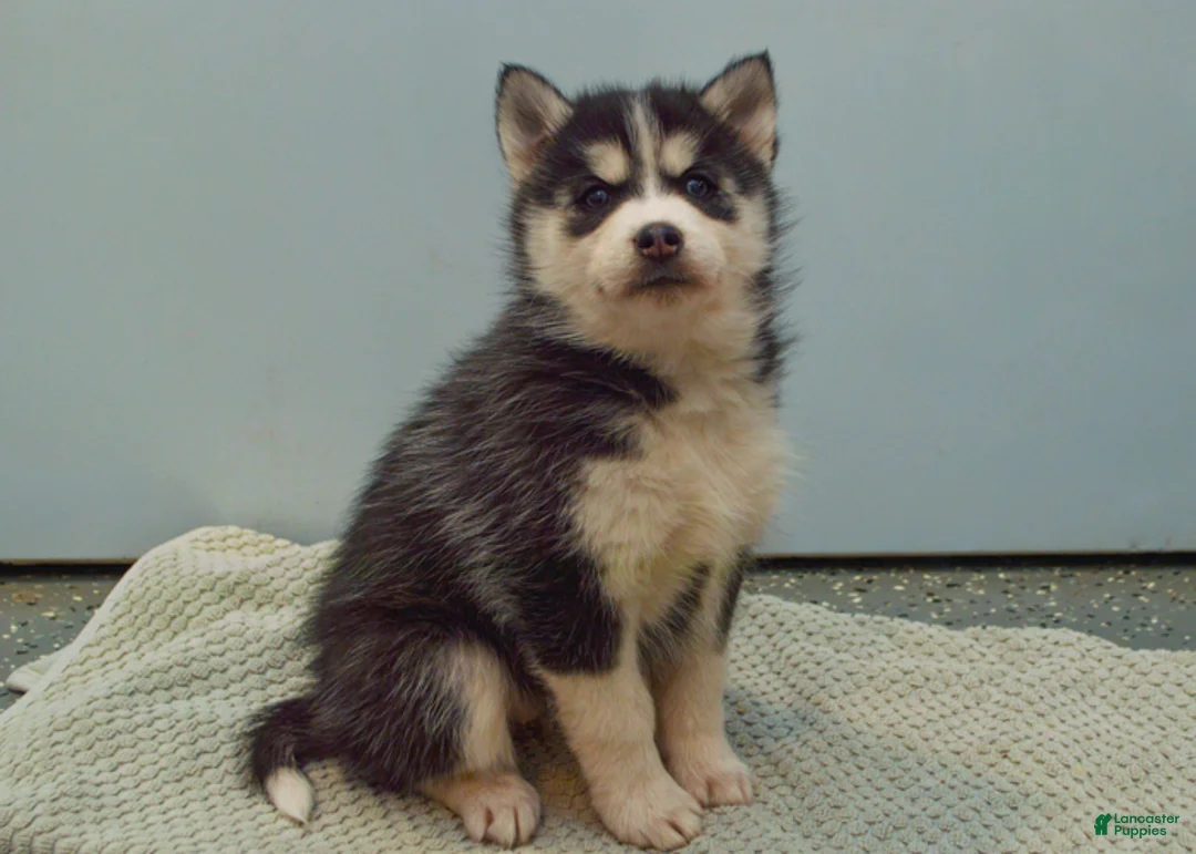 Pomsky dogs for sale: Emerson - Ad 6