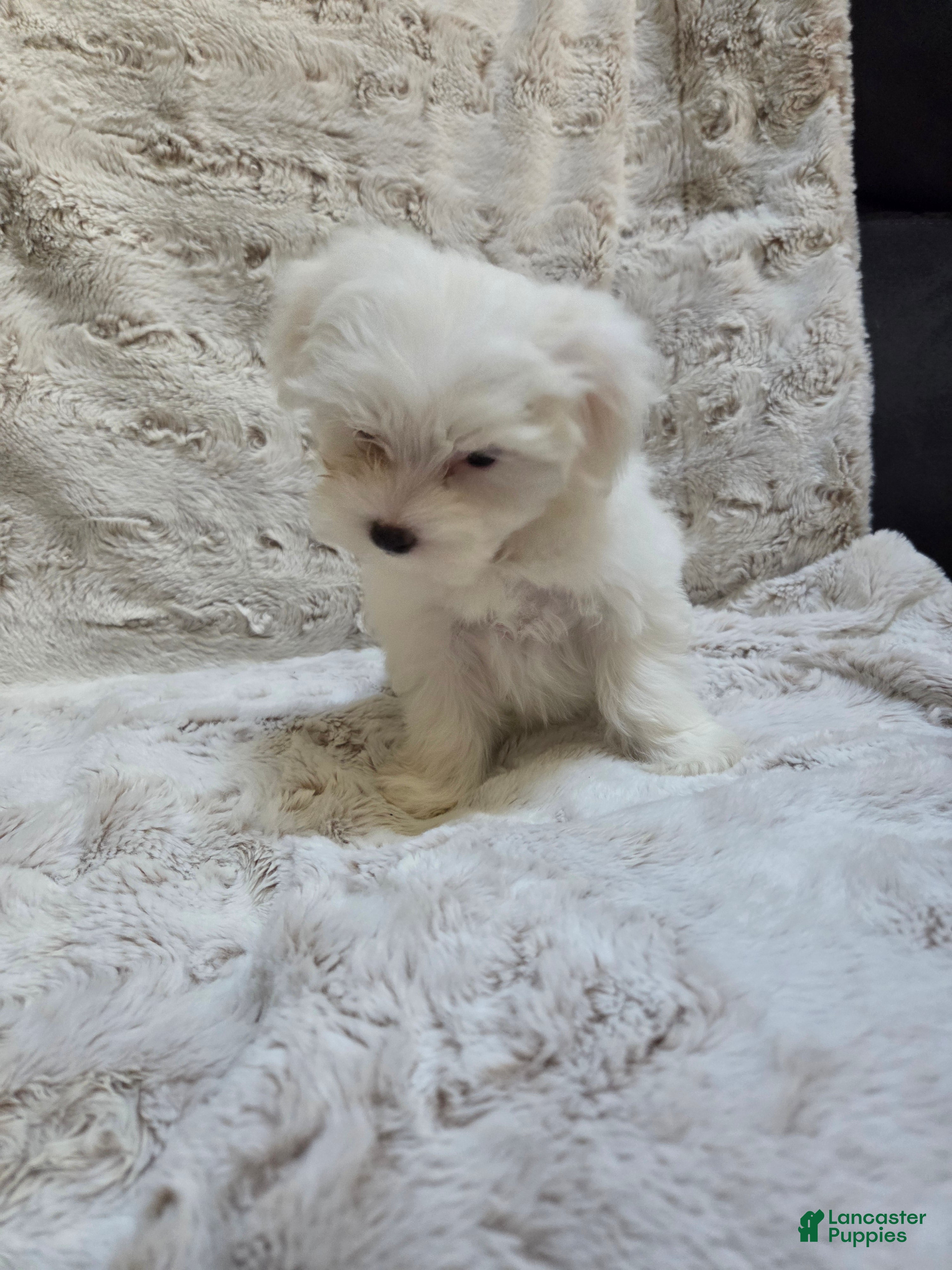 Maltipoo dogs Maltipoo Puppy 3 - Ad 2