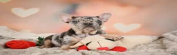 French Bulldog dogs for sale: Amy - Ad 4