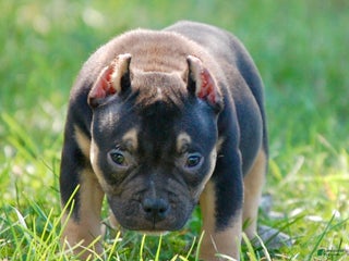 American Bully dogs - Ad 32