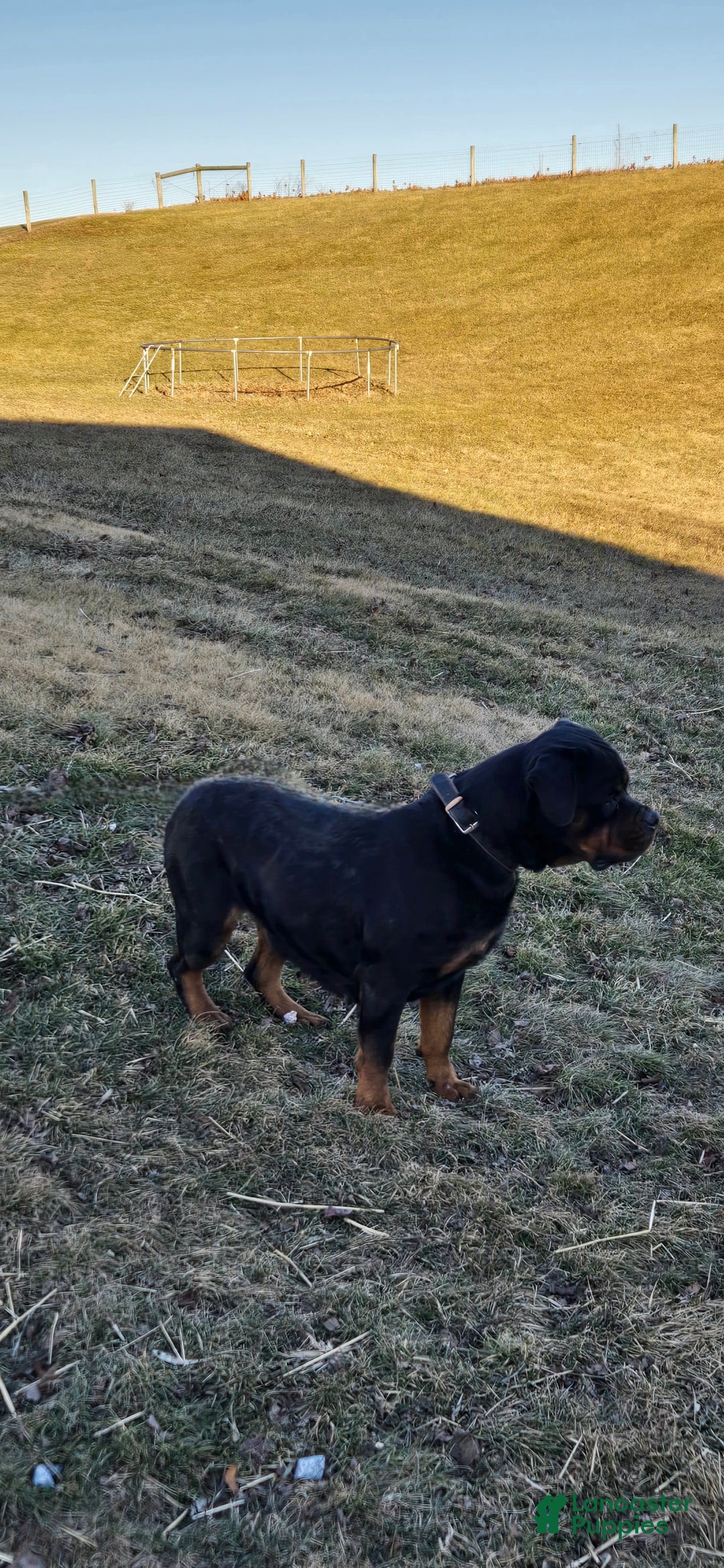 Rottweiler dogs for sale: Oxanna - Ad 4