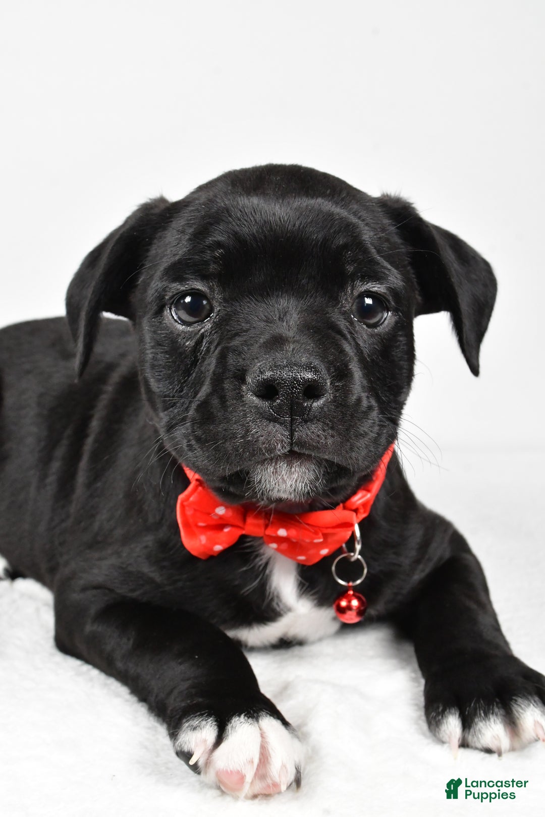 Mixed Breed dogs for sale: Dexter - Ad 3