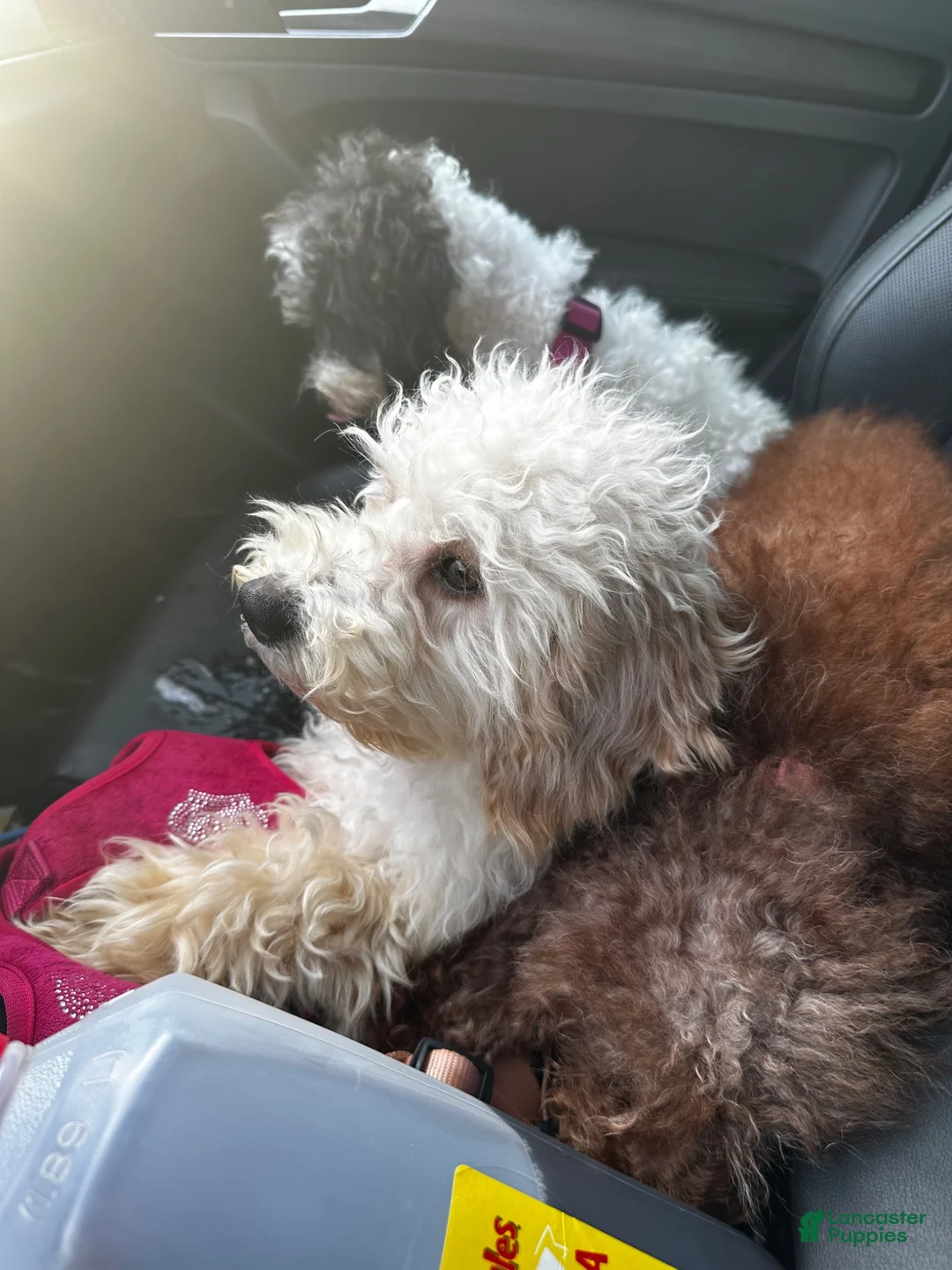 Maltipoo dogs for sale: parti maltipoo - Ad 7