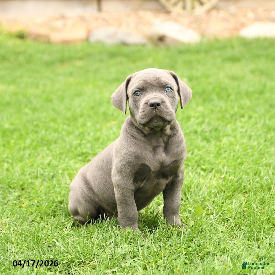 Cane Corso dogs Scott - Ad 2