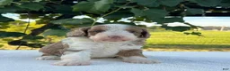 Aussiedoodle dogs for sale: Butternut Miniature Aussiedoodle  - Ad 4