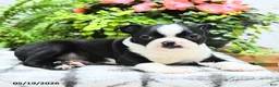Boston Terrier dogs for sale: Landon - Ad 2
