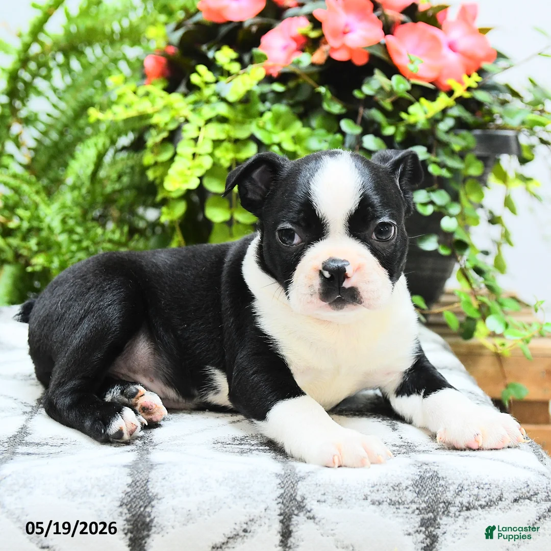 Boston Terrier dogs for sale: Landon - Ad 2