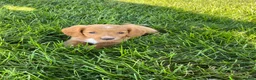 Miniature Dachshund dogs for sale: Ella - Ad 7