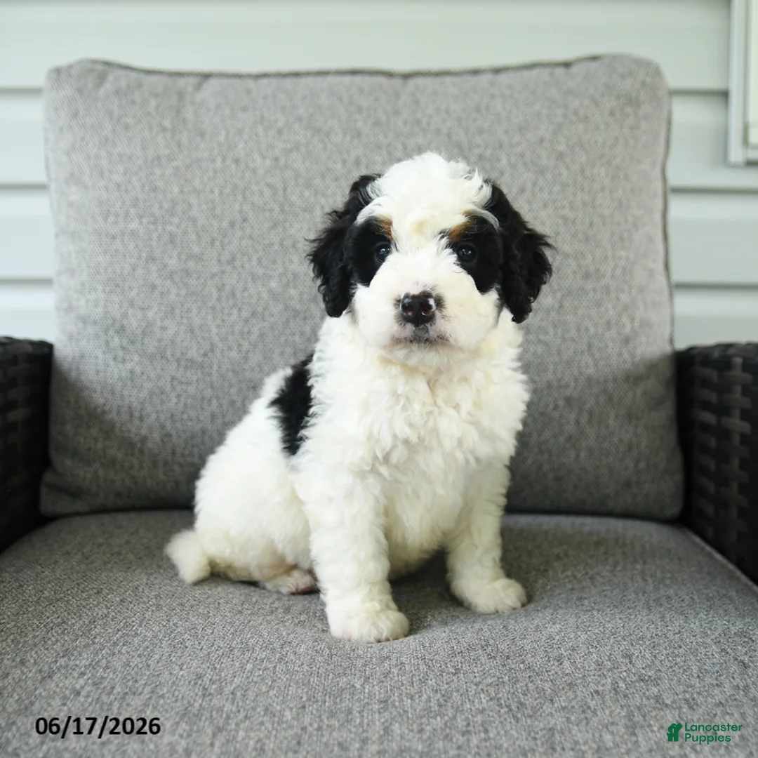 Bernedoodle dogs for sale: Smores - Ad 5