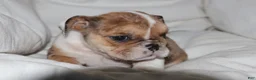 English Bulldog dogs for sale: Alexis - Ad 3