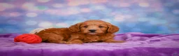 Mini Goldendoodle dogs for sale: REX - Ad 9