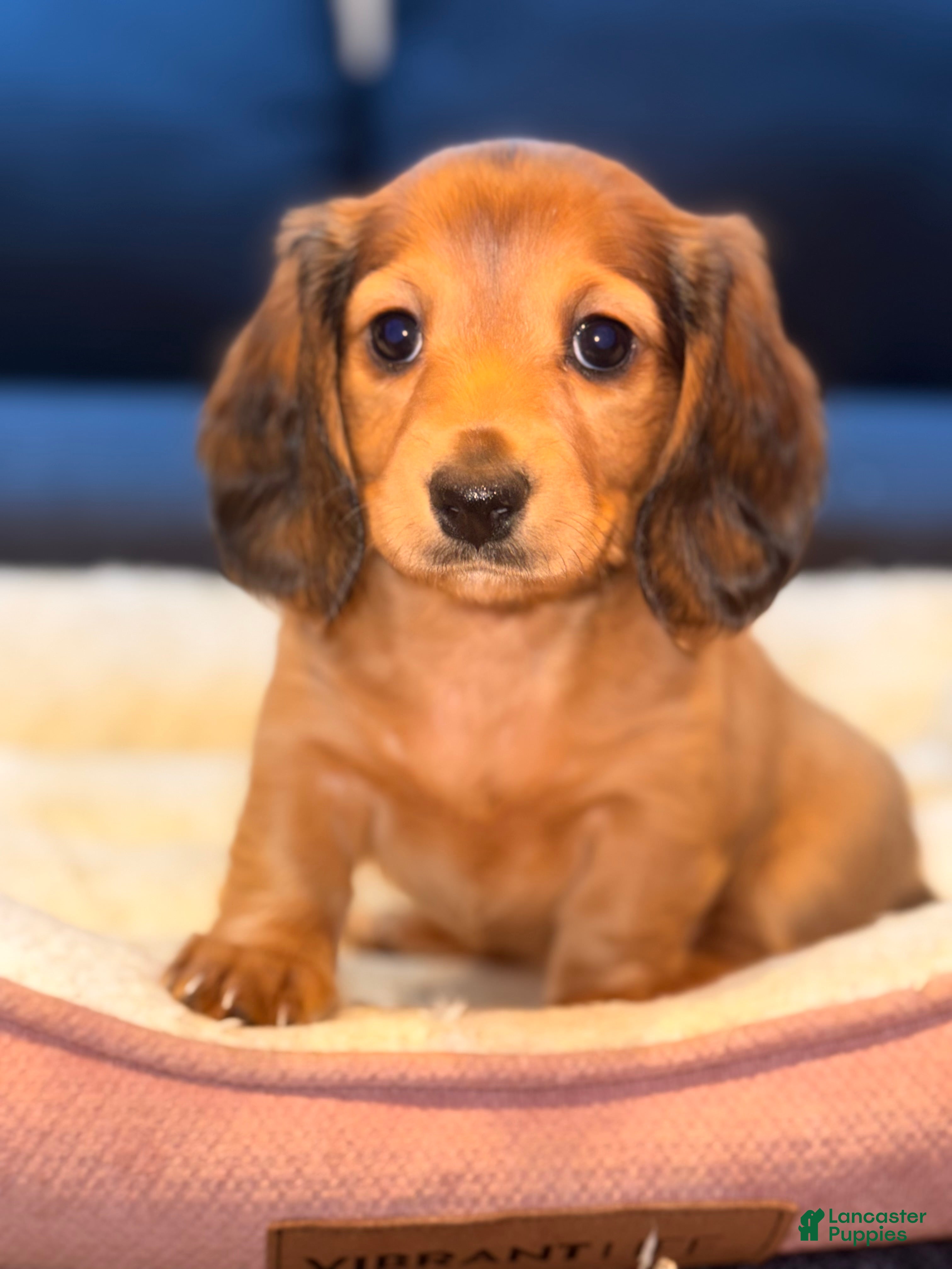 Miniature Dachshund dogs Wilma - Ad 17