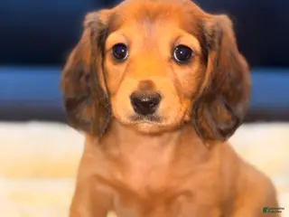 Miniature Dachshund dogs for sale: Wilma - Ad 1