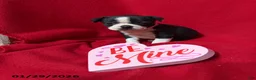 Boston Terrier dogs for sale: Hazel - Ad 1