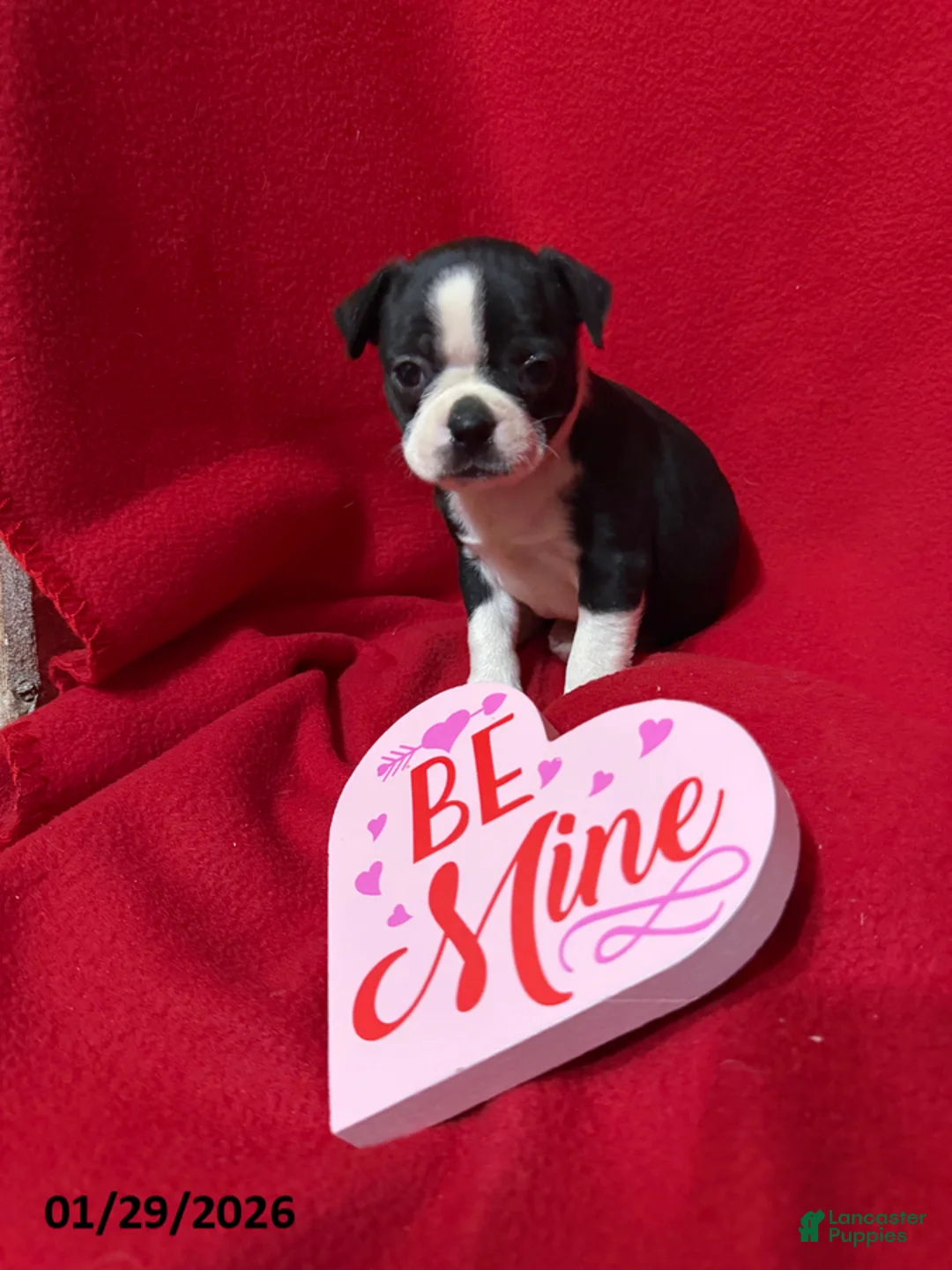 Boston Terrier dogs for sale: Hazel - Ad 1