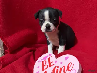 Boston Terrier dogs Hazel - Ad 10