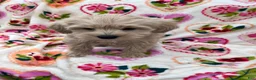 Miniature Schnauzer dogs for sale: Cali - Ad 4