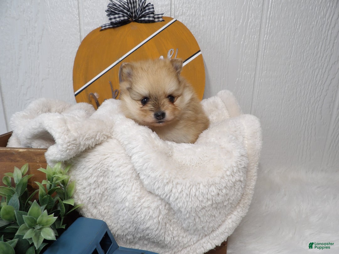 Pomeranian dogs for sale: Pomeranian Puppy 2 - Ad 2