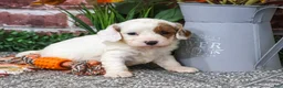 Cavapoo dogs for sale: Astro - Ad 2