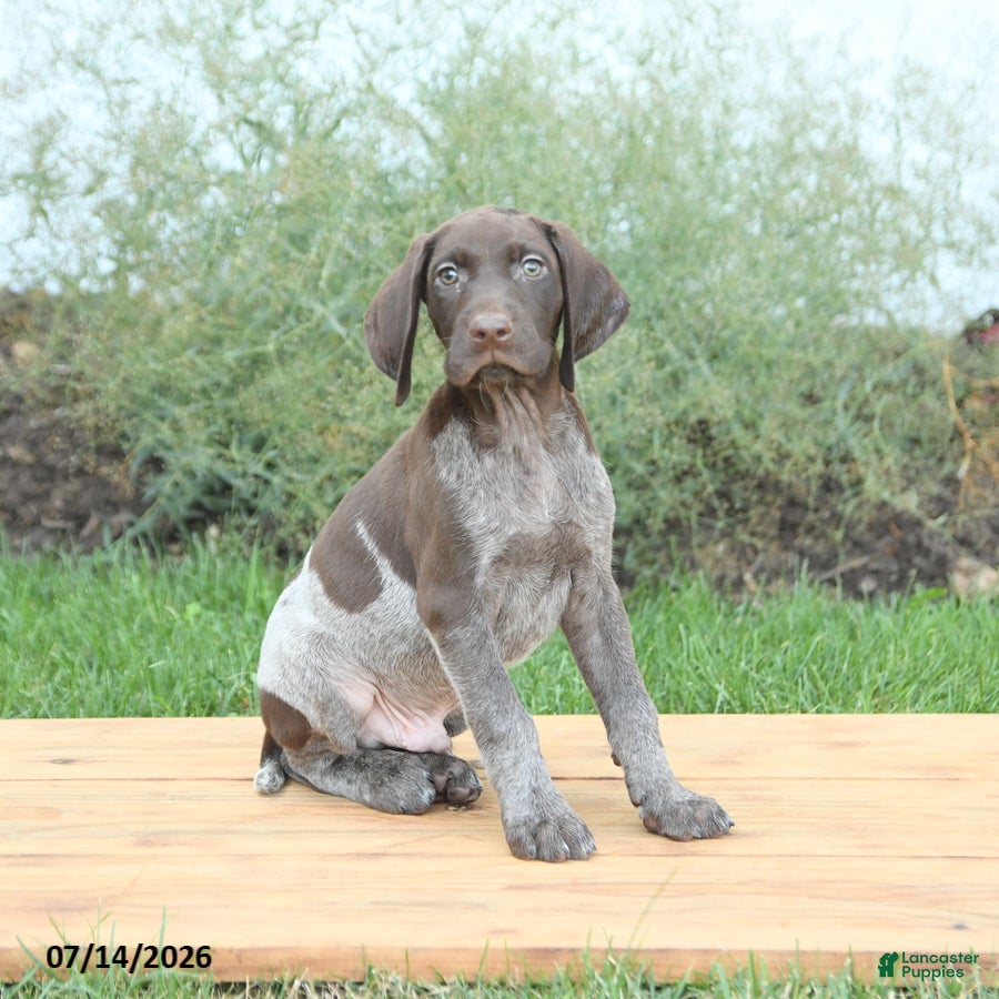 German Shorthaired Pointer dogs Chase - Ad 1