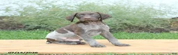 German Shorthaired Pointer dogs for sale: Chase - Ad 1