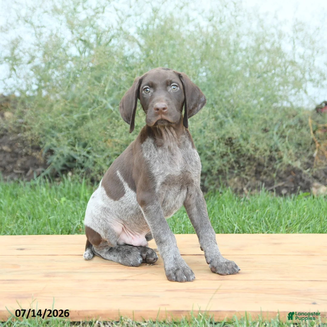 German Shorthaired Pointer dogs for sale: Chase - Ad 1
