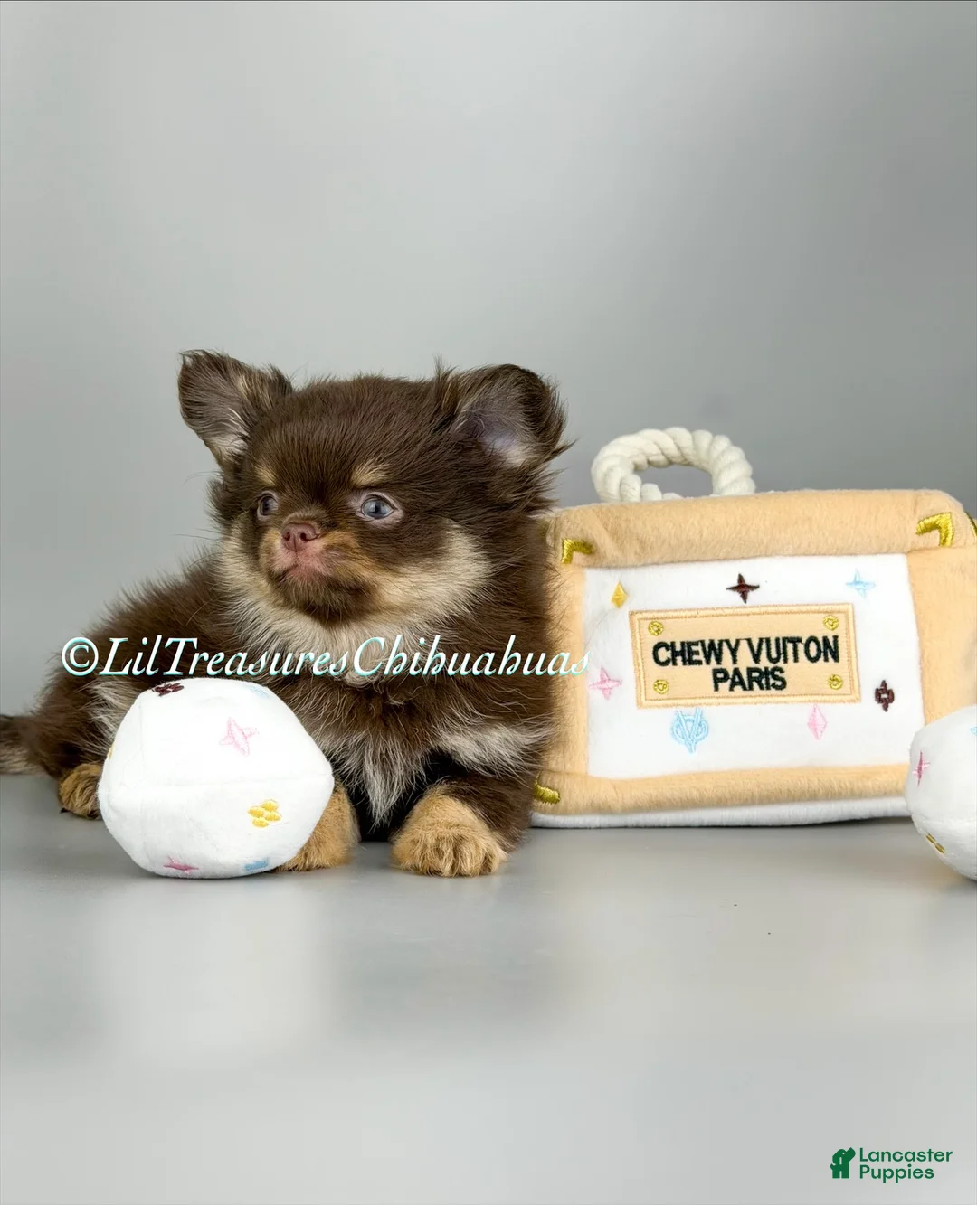 Chihuahua dogs for sale: Harvey - Ad 2