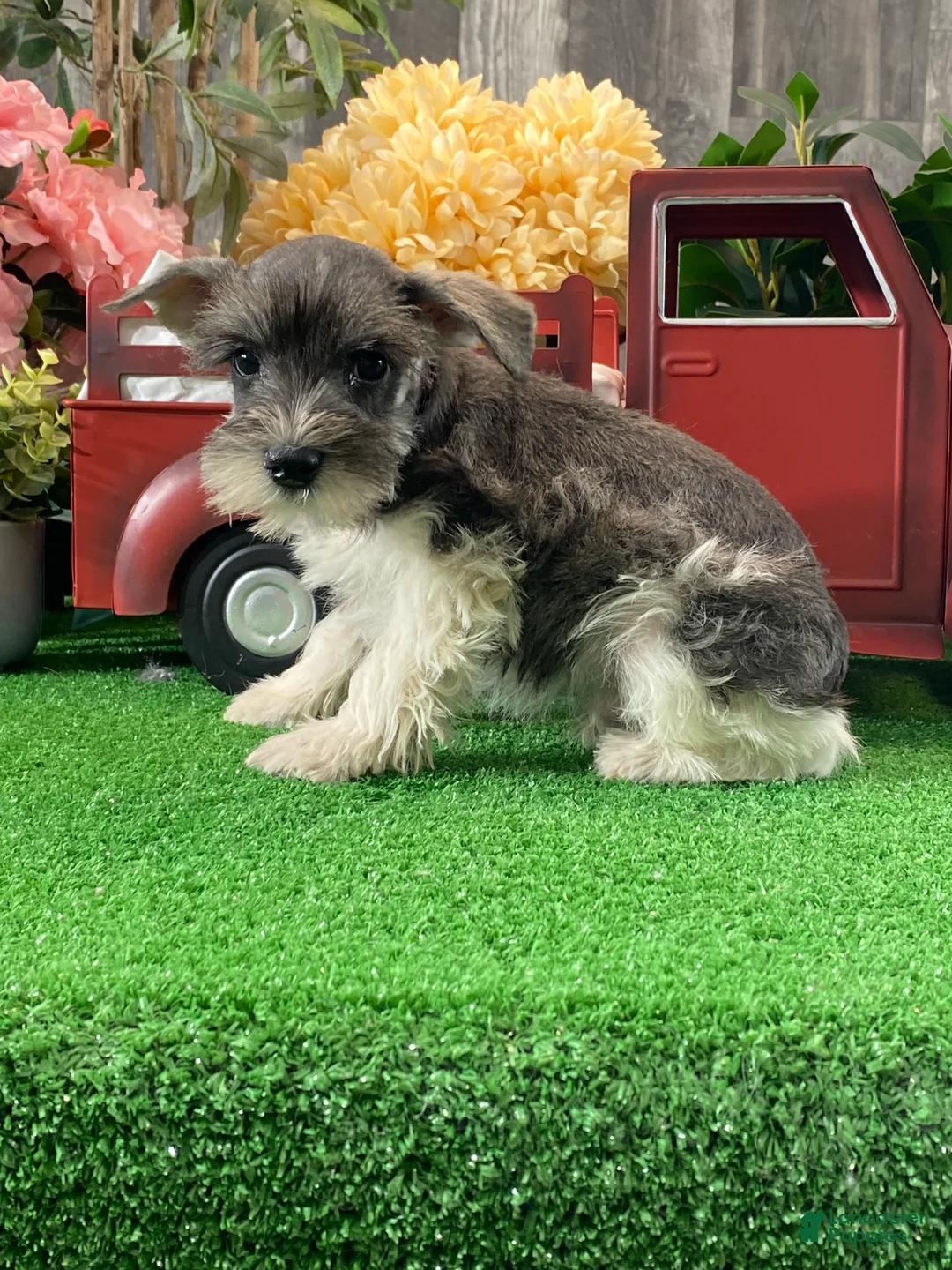 Miniature Schnauzer dogs for sale: Kirby - Ad 4