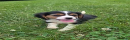 Cavalier King Charles Spaniel dogs for sale: Banjo - Ad 3