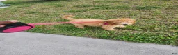 Goldendoodle dogs for sale: Goldendoodle Puppy 1 - Ad 4