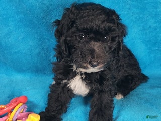 Miniature Poodle dogs - Ad 34